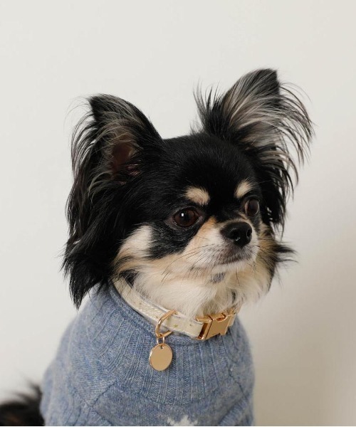 moncheri(モンシェリ)の「反射ほし柄バックルカラー / 犬服 / ドッグウェア(リード/ハーネス/首輪・レディース・アイボリー/グリーン・FREE)」の7枚目の写真