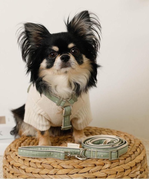 moncheri（モンシェリ）の「2way反射ほし柄リード / 犬服 / ドッグウェア（リード/ハーネス/首輪・レディース・アイボリー/グリーン・FREE）」の3枚目の写真