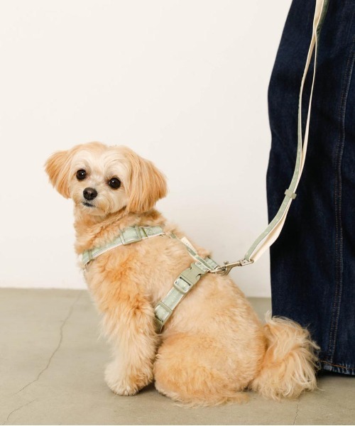 moncheri(モンシェリ)の「反射ほし柄ハーネス / 犬服 / ドッグウェア(リード/ハーネス/首輪・レディース・グリーン/アイボリー・M/S)」の9枚目の写真