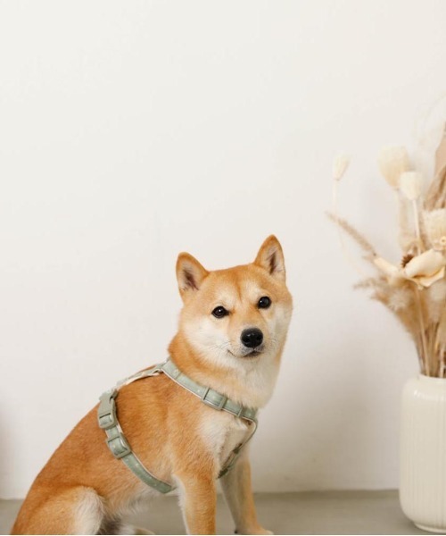 moncheri(モンシェリ)の「反射ほし柄ハーネス / 犬服 / ドッグウェア(リード/ハーネス/首輪・レディース・グリーン/アイボリー・M/S)」の10枚目の写真