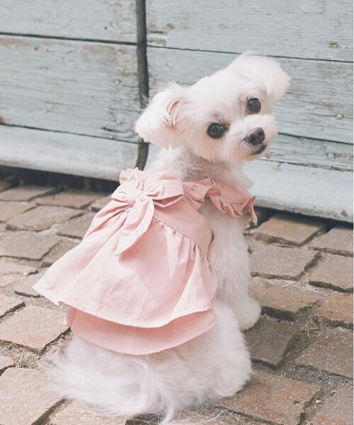 犬服 2段フリルワンピース ソルメッシュ ピンク　DM ハンドメイド 犬服ハンドメイド 2段フリルワンピース 丸襟 袖フリル DIY - YouTube