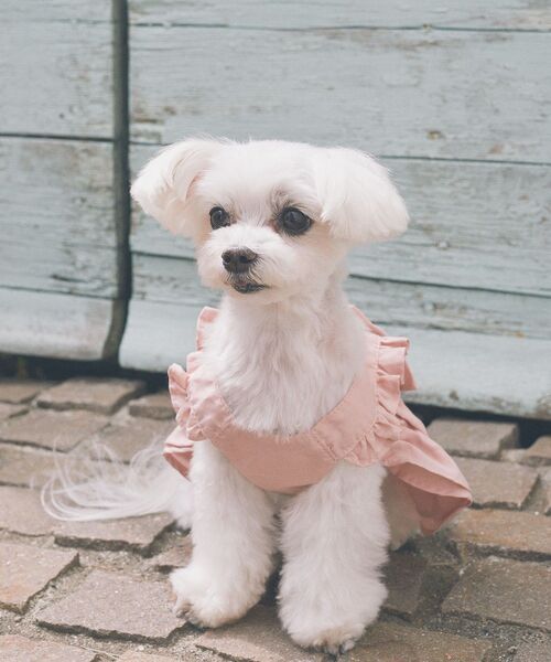 ☆レア☆MARS マーズ犬服パフューム柄おリボン付フリルワンピSサイズ