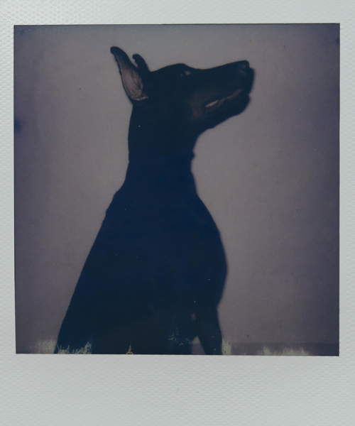 EDIFICE（エディフィス）の「【Schott × markaware for EDIFICE】別注 ONESTAR USA（ライダースジャケット・メンズ・ブラック・2/1/3）」の21枚目の写真