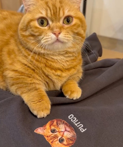 セール】【ちょみぱおぷー×apresjour mignonコラボアイテム】プリント