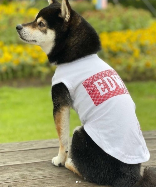 韓国メンズ EVAN Dog 犬刺繍ロゴ スリット ジャージアウター 楽天市場】犬道着 S/M/L/2L/3L/4L 和風あるくろぉす 犬の服 犬服