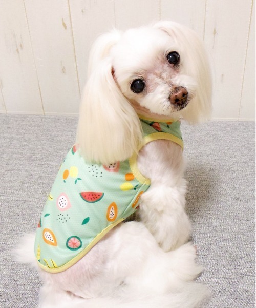 犬服 3S わんこの普段着　インコさんベージュ 犬服 3S わんこの普段着 インコさんベージュ