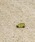 HIGHTIDEinC^Chj́uFARM HUT t@[nbg GisY sobWiobWjvb̑5