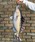 DULTONi_gj́uFISHES ZANDER 75 / tBbV[Y U_[ 75iNbV/NbVJo[jvbA