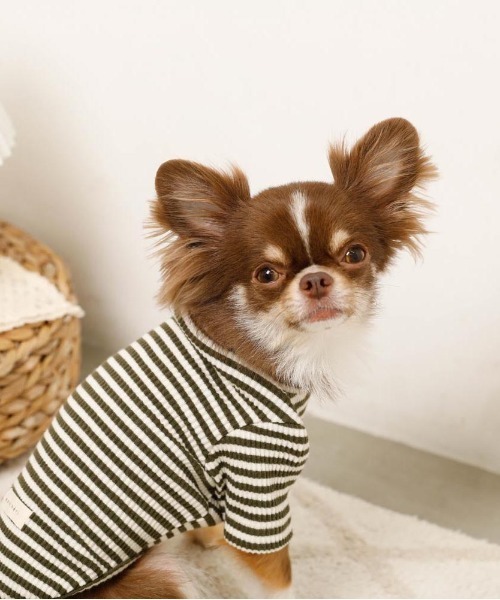 moncheri（モンシェリ）の「保温ボーダーハイネックトップス（ペットウェア・レディース・グレー/カーキ/ベージュ・S/M/L/XL/XS/2M）」の6枚目の写真