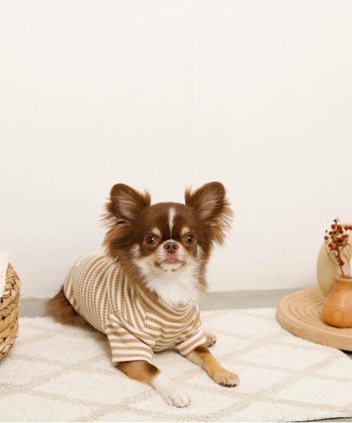 moncheri（モンシェリ）の「保温ボーダーハイネックトップス（ペットウェア・レディース・グレー/カーキ/ベージュ・S/M/L/XL/XS/2M）」の7枚目の写真