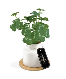 BACKYARD FAMILY（バックヤードファミリー）の「エクリア 消臭アーティフィシャルグリーン ポットSサイズ（インテリア雑貨）」