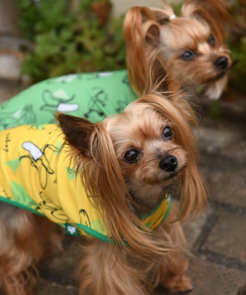 LOGOS（ロゴス）の「LOGOS/ロゴス/バナナタンク/犬服(ドッグウェア)（ペットウェア・メンズ・イエロー/グリーン・S/M/L/2L/XS/2M）」の5枚目の写真