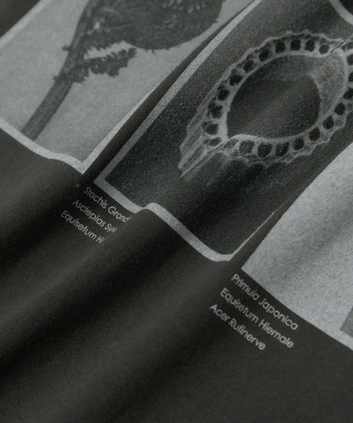 WEB限定】【KARL BLOSSFELDT（カールブロスフェルト）】フォトTシャツ