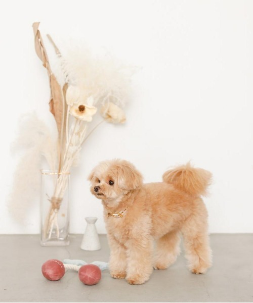 moncheri（モンシェリ）の「さくらんぼロープぬいぐるみ【鳴き笛＆カシャカシャ音の鳴る仕様・デンタルケア効果・引っ張り合いっこ】（ペット用おもちゃ・レディース・ピンク・FREE）」の3枚目の写真