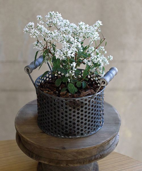 ハーブス パンチングブリキポット ラウンドバスケット Sサイズ フラワーベース Spice Of Life スパイス オブ ライフ のファッション通販 Zozotown