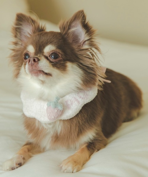 gelato pique(ジェラートピケ)の「【CAT&DOG】スムーズィーチョーカー(リード/ハーネス/首輪・レディース・オフホワイト/ピンク・FREE)」の1枚目の写真
