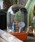 DULTONi_gj́uPLANTS WATER GLOBE CACTUS WITH MAN/ vc EH[^[ O[u JN^X EBY iCeAG݁jvb̑