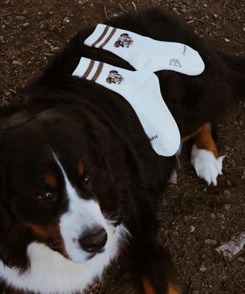 UNIVERSAL OVERALL(ユニバーサルオーバーオール)の「【ROSTER SOX/ロスターソックス】DOG(ソックス/靴下・メンズ・オフホワイト/グレー・FREE)」の10枚目の写真
