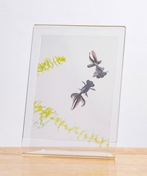 HIGHTIDE（ハイタイド）の「Photo & focus フォト アンド フォーカス 透明写真栞（本）」