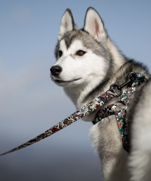 WOLFGANG MAN＆BEAST（ウルフギャングマンアンドビースト）の「WOLFGANG/ウルフギャング 犬用 リード VintageWhite Leash M WL-002-56（リード/ハーネス/首輪）」