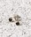 Pledge�i�v���b�W�j�́u�yPledge�i�v���b�W�j�zK10 CIRCLE ONYX SET�i�s�A�X�i�����p�j�j�v�b�S�[���h