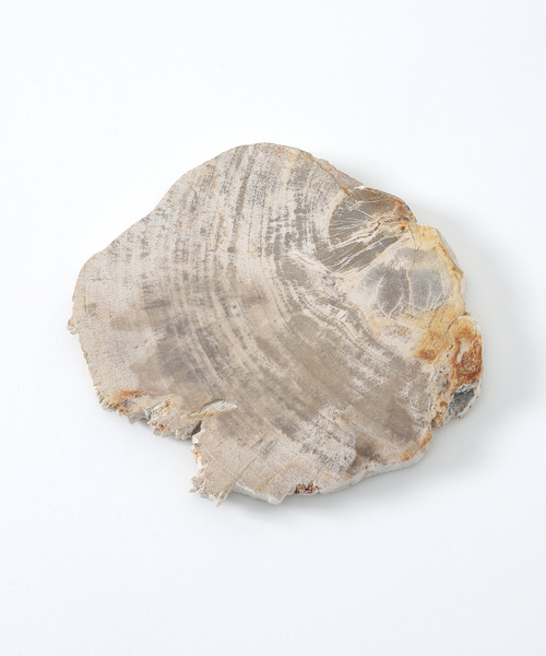 PETRIFIED WOOD PLATE ウッドプレートS（インテリア雑貨