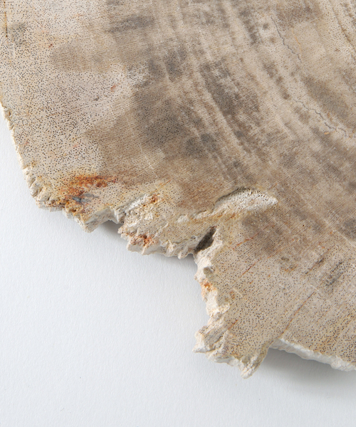 journal standard Furniture （ジャーナルスタンダードファニチャー）の「PETRIFIED WOOD PLATE ウッドプレートS（インテリア雑貨・レディース・B/A・FREE）」の20枚目の写真