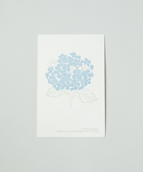 HUTTE PAPER WORKSヒュッテ植物版画 HUTTE PAPER WORKS ヒュッテ植物版画